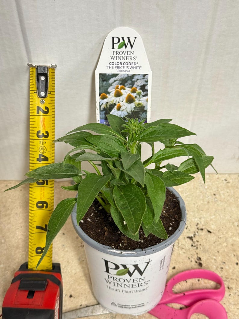 MrPerennial Coneflower The Price is White - Thumbnail 5