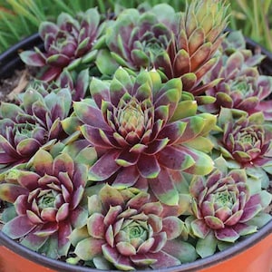 Hen and Chicks  &#39;Ruby Heart&#39;- Awesome Red Halo in Center! - Succulent Perennial Sempervivum - Critter resistant - attracts pollinators