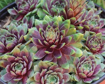 Hen and Chicks  'Ruby Heart'- Awesome Red Halo in Center! - Succulent Perennial Sempervivum - Critter resistant - attracts pollinators