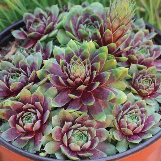 Hen and Chicks 'ruby Heart' Awesome Red Halo in Center