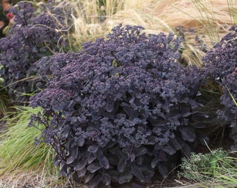 Stonecrop ‘Back in Black’ - Upright Evergreen Black Foliage, Creamy Garnet Flowers - Sedum Perennial -Succulent - Deer and Rabbit Proof