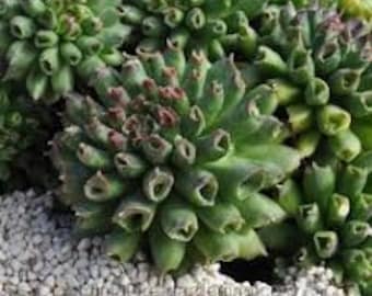 Poule et poussins « Oddity » Sempervivum succulente vivace - résistante aux cerfs et aux lapins