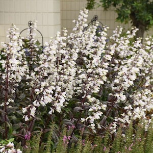 Beardtongue ‘Onyx and Pearls’ Soft Lavender-White Tubular flowers atop Black foliage-Penstemon Perennial Plant-Attract Hummingbirds