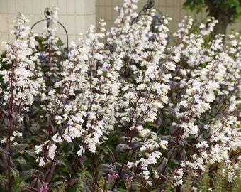 Beardtongue ‘Onyx and Pearls‘ - soft lavender tubular flowers with White interior-Penstemon Perennial-Attracts Hummingbirds -Flower Bouquets