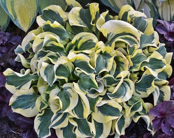 Hosta ‘Mini Skirt’ Miniature, Wavy Blue-Green leaves with Variegated white Twisting Margins - Hosta Perennial Plant-Shade or sun garden
