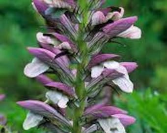 Bear’s Breeches ‘Spinosus’ Huge Spiny Green lobed leaves with hooded maroon white Bicolor Flowers -Acanthus Perennial Plant -Critter Proof