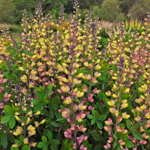 May include: A close-up of a cluster of purple and yellow lupine flowers in bloom. The flowers are arranged in tall, slender spikes and are surrounded by green foliage.