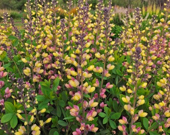 Baptisia 'Pink Lemonade': Flores bicolores únicas de color rosa y amarillo en un arbusto erguido. Planta perenne resistente a ciervos y conejos.