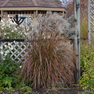 Grass Autumn Flame ‘Oktoberfest’ - upright, Red Fall Foliage, burgundy plumes age fluffy cream- Perennial Grass - deer and rabbit proof