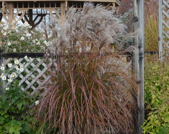 Grass Autumn Flame ‘Oktoberfest’ Green laves turn bright Red in Fall, fluffy burgundy-cream plumes - Perennial Grass Plant- critter proof