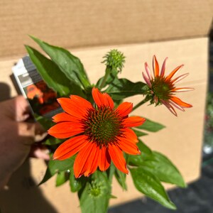 Plant pictured in summer flowerimg and will continue flowering growing in a quart size pot 4 1/2 x 5“ tall will continue to bloom all summer with proper care