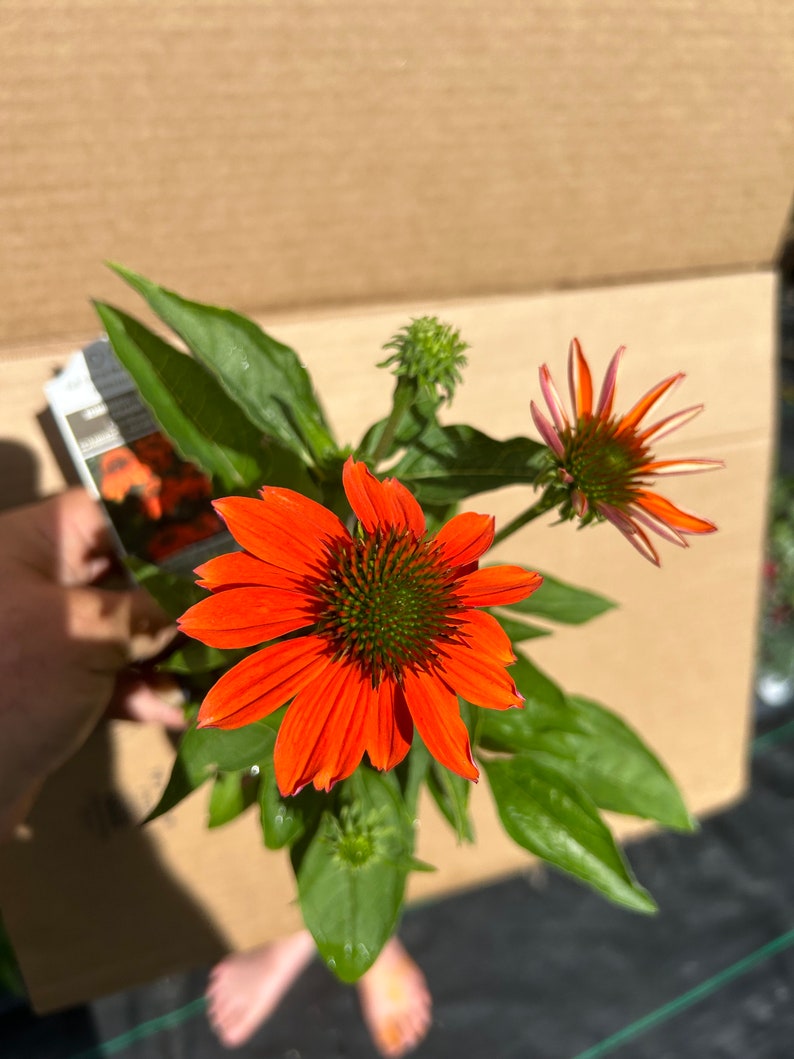 Plant pictured in summer flowerimg and will continue flowering growing in a quart size pot 4 1/2 x 5“ tall will continue to bloom all summer with proper care