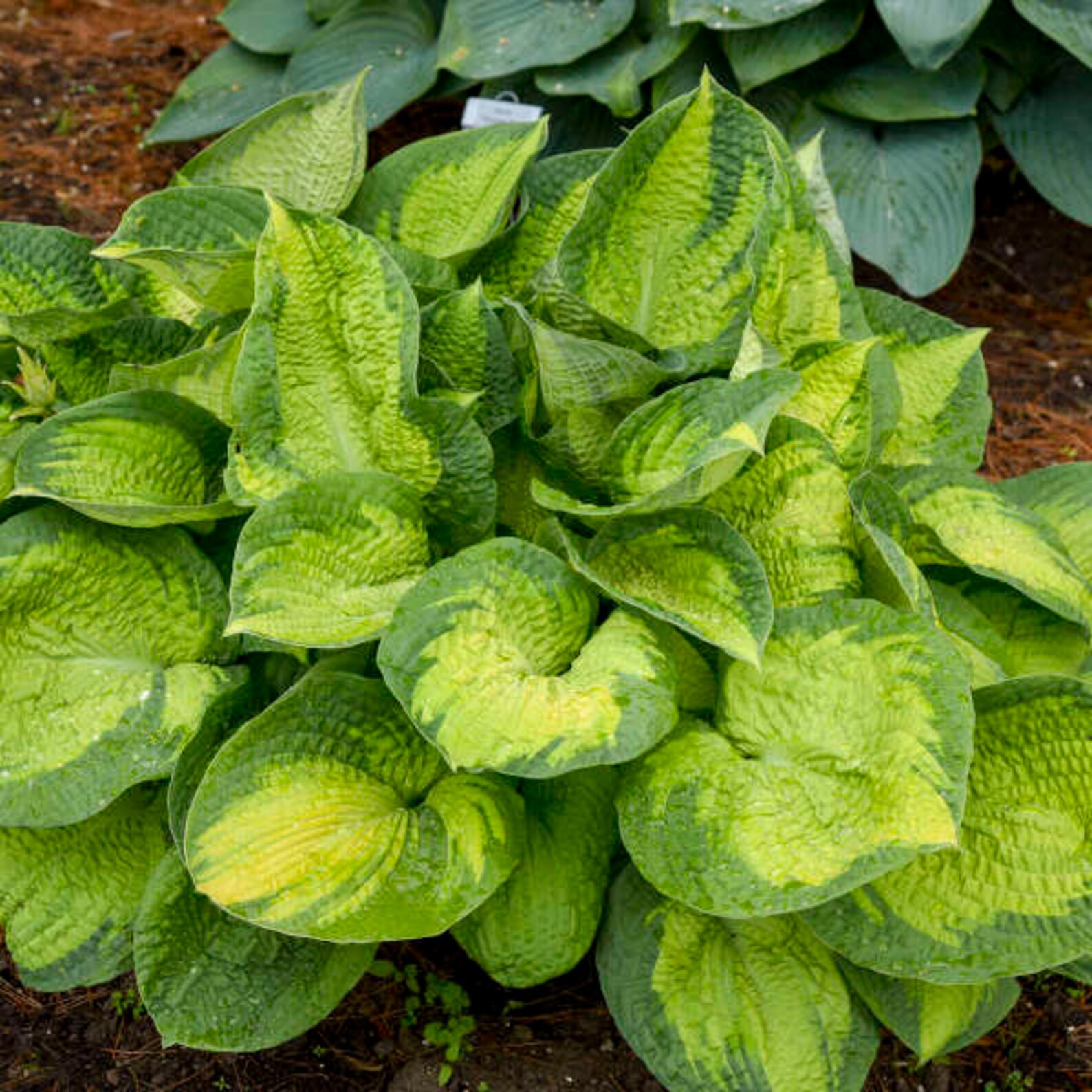 Hosta ‘brother Stefan’ - Seer-suckered Slug Proof Variegated Large ...