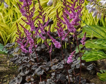 False Spirea ‘Dark Side of the Moon’ -Dark Black Foliage with Purple Flowers!- Astilbe Perennial -Deer & Rabbit Proof -Flower Bouquet