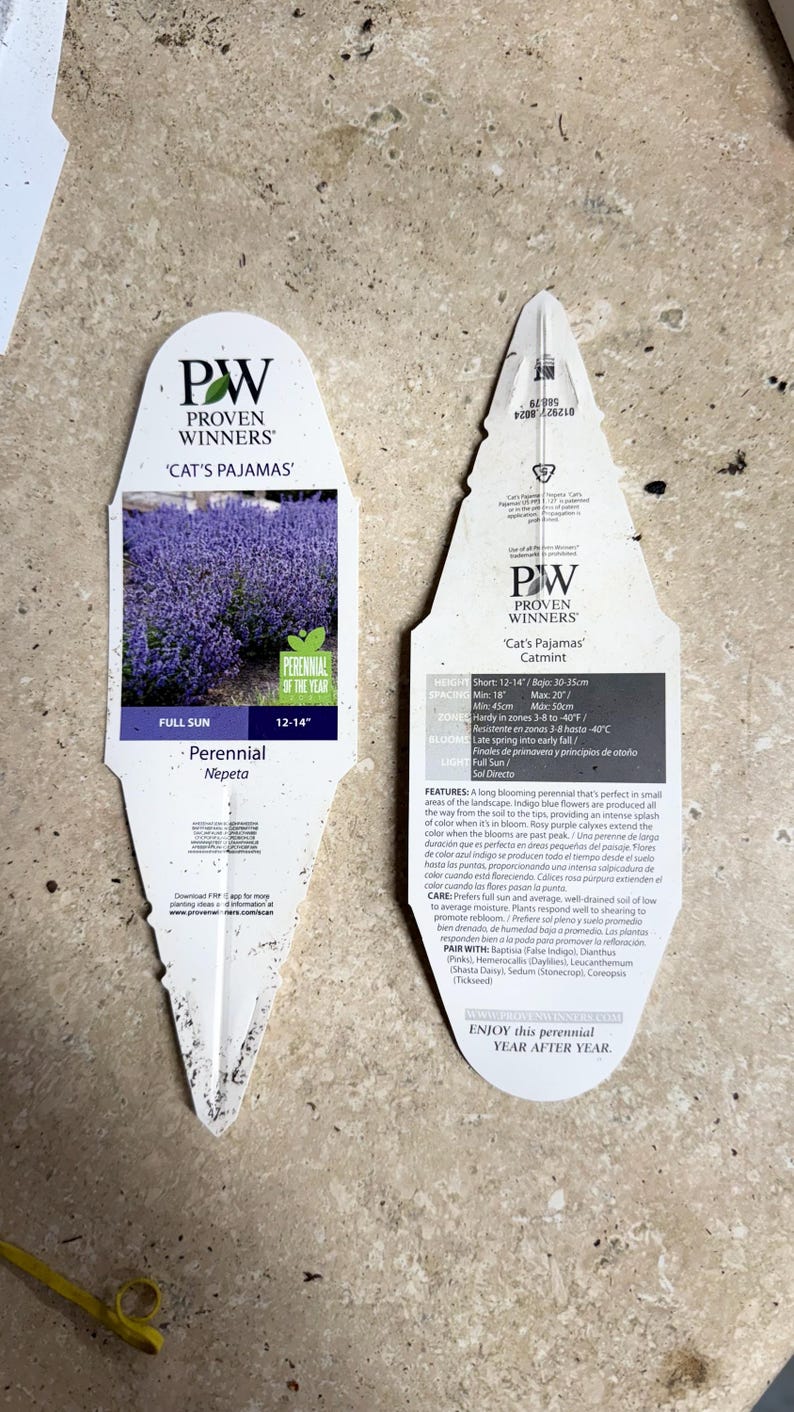 K&ouml;nnte beinhalten: Ein Pflanzen-Etikett f&uuml;r 'Cat's Pajamas' Katzenminze, eine mehrj&auml;hrige Blume, die 30-36 cm hoch wird. Das Etikett ist wei&szlig; mit blauem Text und einem Bild der violetten Bl&uuml;ten. Das Etikett enth&auml;lt auch Informationen &uuml;ber die Pflege der Pflanze, wie z. B. ihre Winterh&auml;rtezonen und Lichtanforderungen.