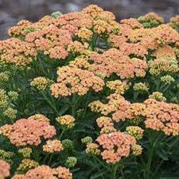 Yarrow 'Firefly Peach Sky' -Light peachy orange flowers yellow eyes- Achillea Perennial - Flower Arrangements and Bouquets