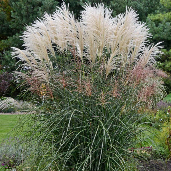 Grass Japanese Silver ‘Encore’ - upright, Blooms Twice a season - Perennial Miscanthus Ornamental Grass -Deer & Rabbit Proof