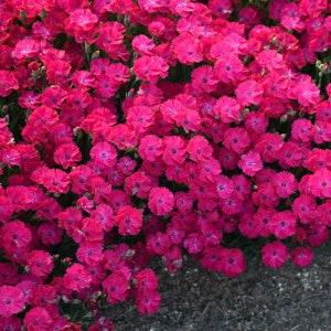 Pinks  ‘Paint the Town Red’ - Single Red Flowers - Dianthus Perennial  - Attracts Butterflies and Hummingbirds