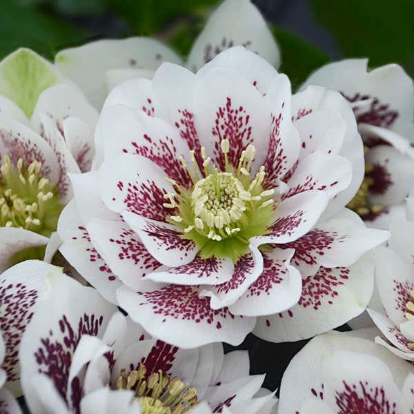 Rosa de Cuaresma 'Confetti Cake' - flores blancas dobles con motas color burdeos - Helleborus - planta perenne de hoja perenne - resistente a ciervos y conejos