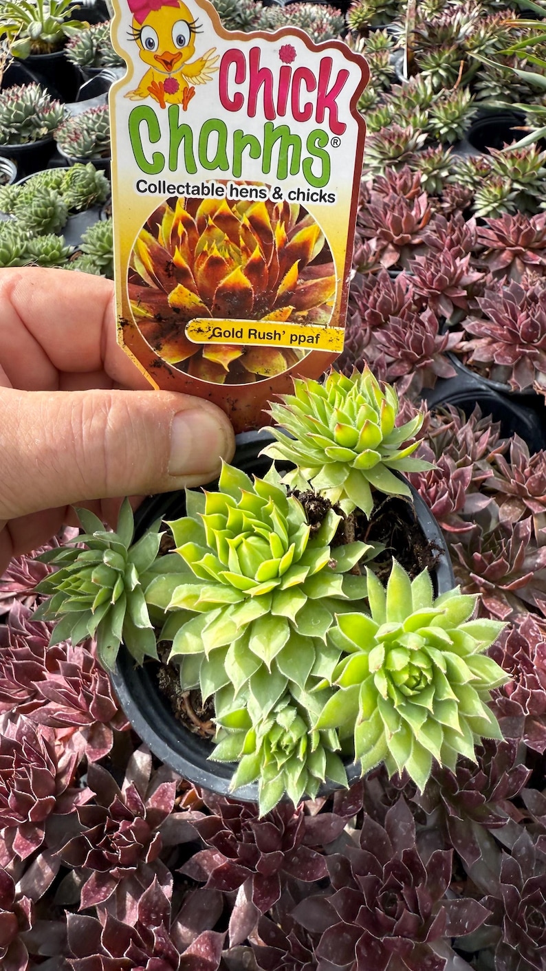 Hen and Chicks Chick Charms Gold Rush