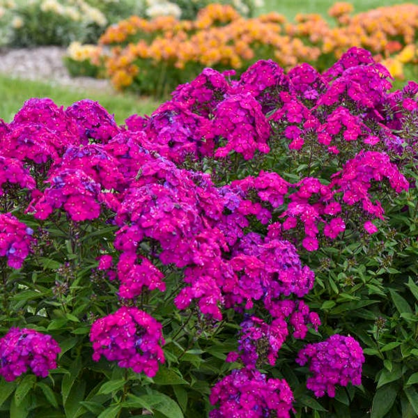 Phlox Tall Garden ‘Ultraviolet’ -fragrant Vivid Magenta Violet flowers that illuminate - Phlox - Perennial  - Attracts Birds and Pollinators