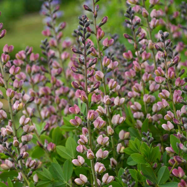 False Indigo ‘Pink Truffles’ - Upright Habit with Pink Flowers - Baptisia Perennial - Deer & Rabbit  Proof - attract pollinators