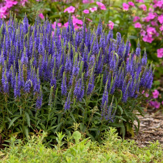 Speedwell 'wizard of Ahhs' Dark Blue-violet Paintbrush-type