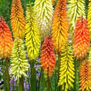 Red Hot Poker ‘Flamenco Mix’ - Tall Flower Spikes of mixed colors Coral, Red, Orange, Yellow - Kniphofia Perennial -Attracts Pollinators