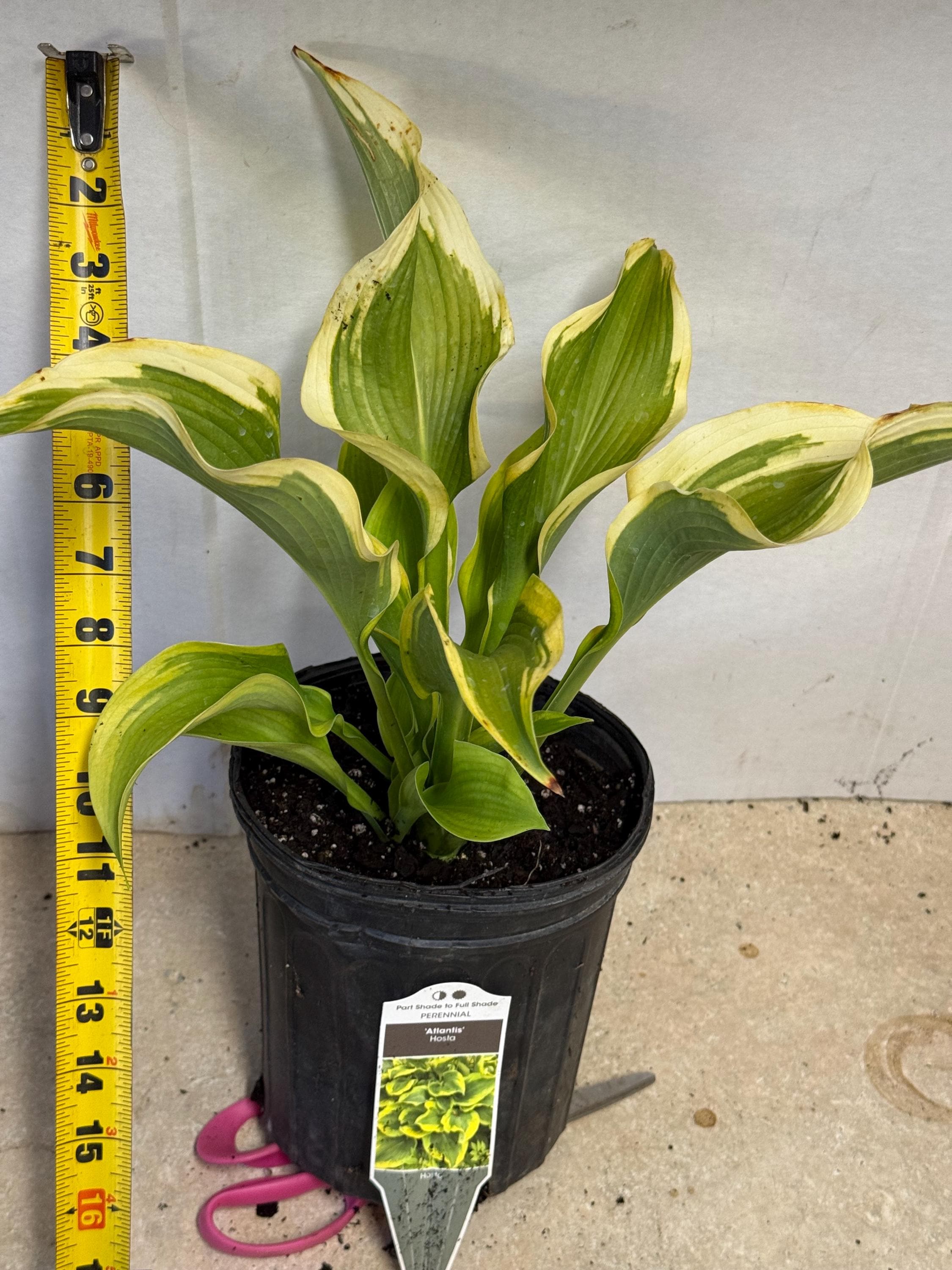 Hosta 'atlantis' Giant, Huge Deep Green Wavy Leaves With