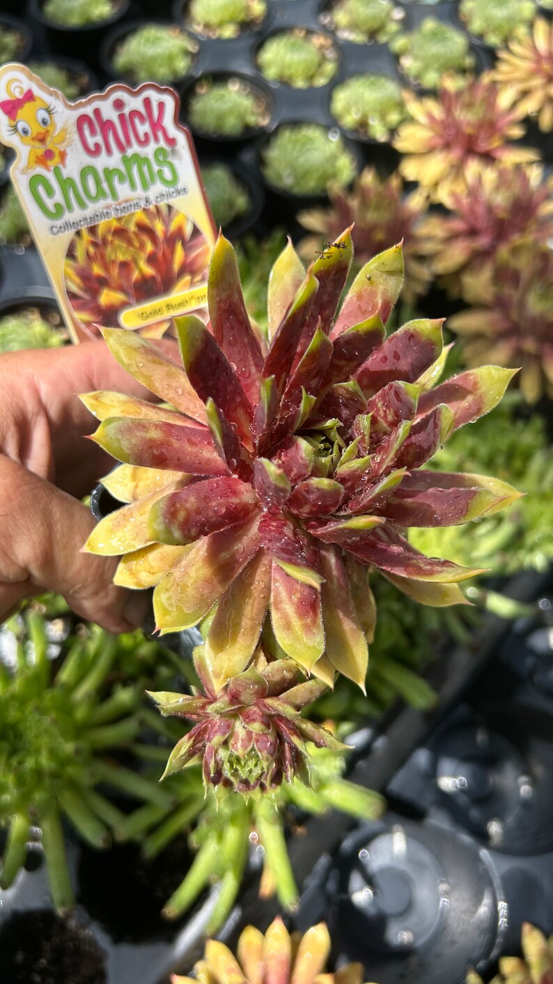 Hen and Chicks Chick Charms Gold Rush - Thumbnail 5