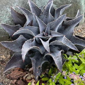 Mangave Night Owl’- upright dark near black wavy leaves with marginal spines- Succulent Perennial- Succulent Perennial-Deer and Rabbit Proof
