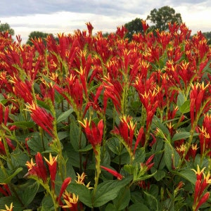 Indian Pink 'Little Redhead’ -Vibrant Red tubular Flowers with yellow tips - Spigelia Perennial Native to America -Attracts Pollnators