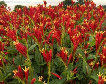 Indian Pink 'Little Redhead’ -Vibrant Red tubular Flowers with yellow tips - Spigelia Perennial Native to America -Attracts Pollnators