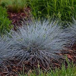 Puede incluir: Un grupo de hierba de festuca azul con hojas largas, delgadas y de color azul plateado. La hierba est&aacute; creciendo en un jard&iacute;n con mantillo marr&oacute;n y hierba verde en el fondo.