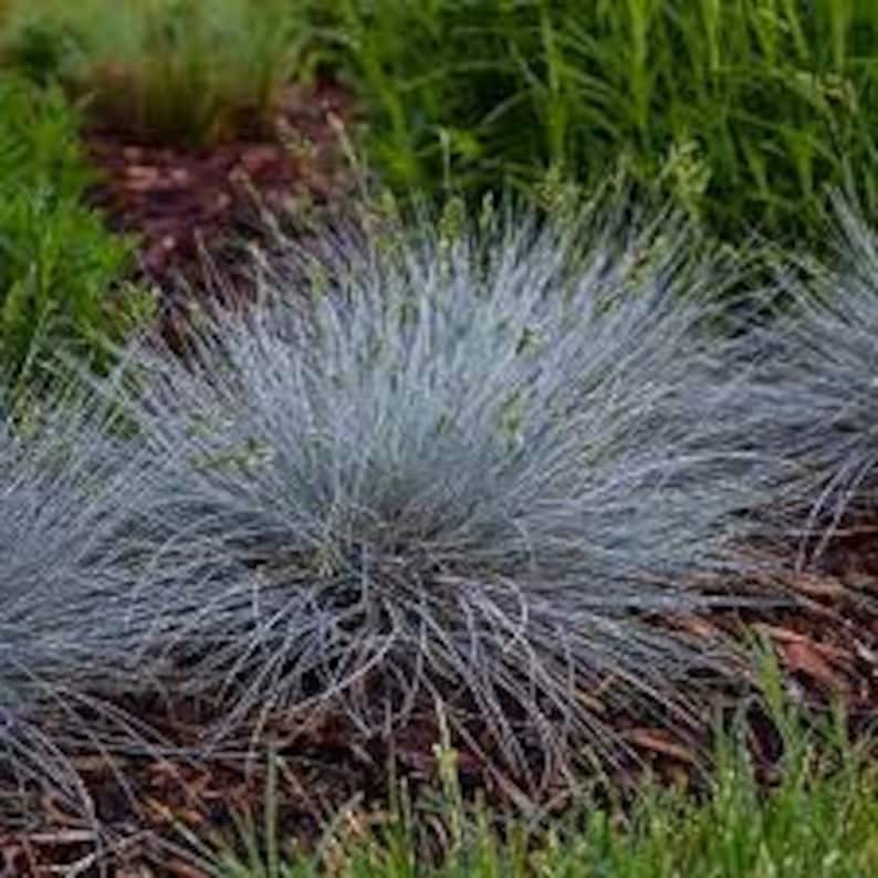 Puede incluir: Un grupo de hierba de festuca azul con hojas largas, delgadas y de color azul plateado. La hierba est&aacute; creciendo en un jard&iacute;n con mantillo marr&oacute;n y hierba verde en el fondo.