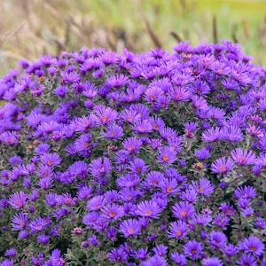 Aster New England ‘Grape Crush' Rich, Dark Purple flowers in Fall above green foliage- Aster Perennial Plant-Attracts Birds and Pollinators