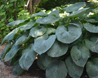 Hosta 'Elegans'- Classic Giant Blue Hosta