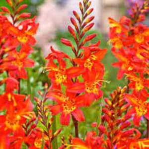 Montbretia - 'Prince of Orange’ - Fiery Orange-Red Flowers with Gold-Hummingbird Magnet-  Crocosmia Perennial - Deer & Rabbit Proof Plant