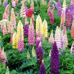 Lupine ‘Popscicle Mix’ -Large spikes in a mix of colors- Lupinus -Perennial-Attracts Birds and Pollinators -flower arrangements and bouquets