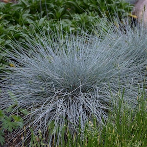 Puede incluir: Un grupo de hierba de festuca azul con hojas largas y delgadas. La hierba est&aacute; creciendo en un jard&iacute;n.