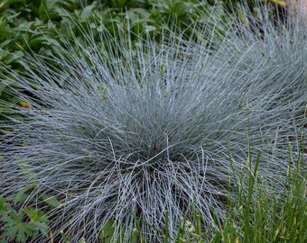 Grass Blue Fescue 'Blue Whiskers’ - Evergreen Silvery blue foliage - Festuca Perennial Grass - Deer and Rabbit Proof