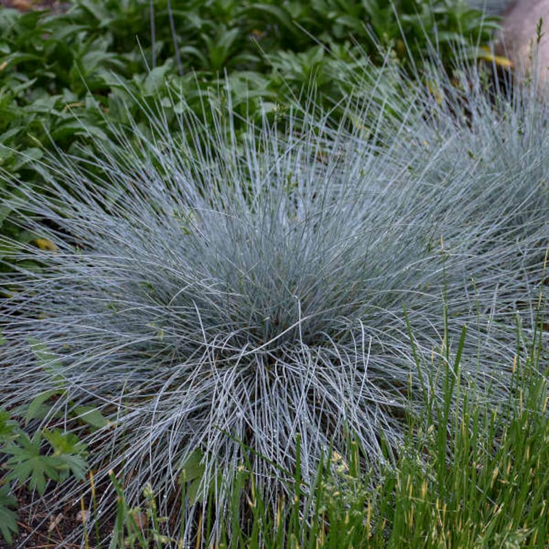 Puede incluir: Un grupo de hierba de festuca azul con hojas largas y delgadas. La hierba est&aacute; creciendo en un jard&iacute;n.