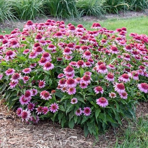 Coneflower Double ‘Everything’s Rosy’-Double rosy, soft pink Pom-Pom type Flowers-Echinacea -Perennial-Attracts Pollinators-flower bouquets