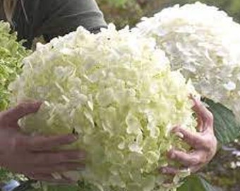 Smooth Hydrangea ‘Incrediball’- Huge White Flowers-  Hydrangea arborescens Flowering Shrub ALWAYS FLOWERS! - Shrub - Attract pollinators