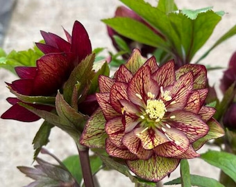 Lenten Rose ‘Childhood Sweetheart' NEW! 3" Double Red Flowers, Yellow inside, Red Veins-Helleborus Evergreen Perennial-Deer and Rabbit Proof