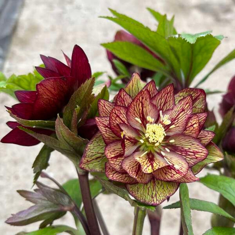 MrPerennial Lenten Rose - Thumbnail 3