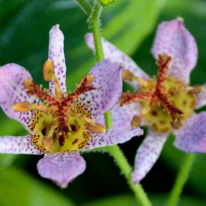 Toad Lily ‘Samurai’- Blue-Violet with red speckling, Orchid type Flowers, variegated foliage- Tricyrtis Perennial - Attracts pollinators