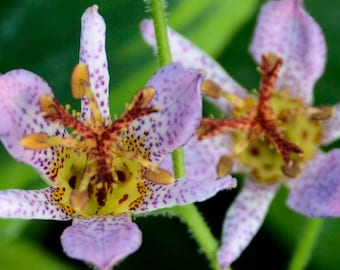 Toad Lily ‘Autumn Glow’- Fall Blooming Orchid type Flowers on top of Impressive variegation  Tricyrtis Perennial - Attracts pollinators