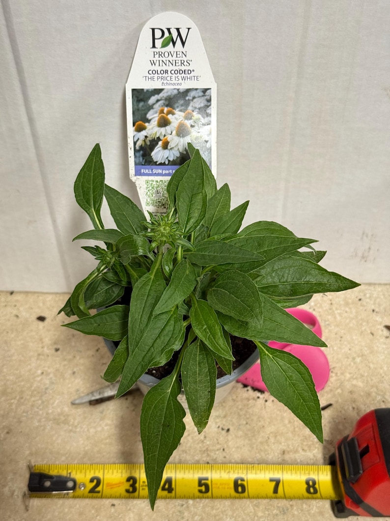 MrPerennial Coneflower The Price is White - Thumbnail 3