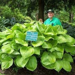 Hosta &#39;Sum and Substance&#39; - The BIGGEST  Hosta! HUGE 16&quot;+ leaves -Attracts Pollinators